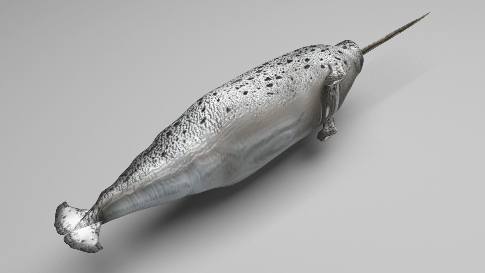 Sea Creatures Collection 3D model_66