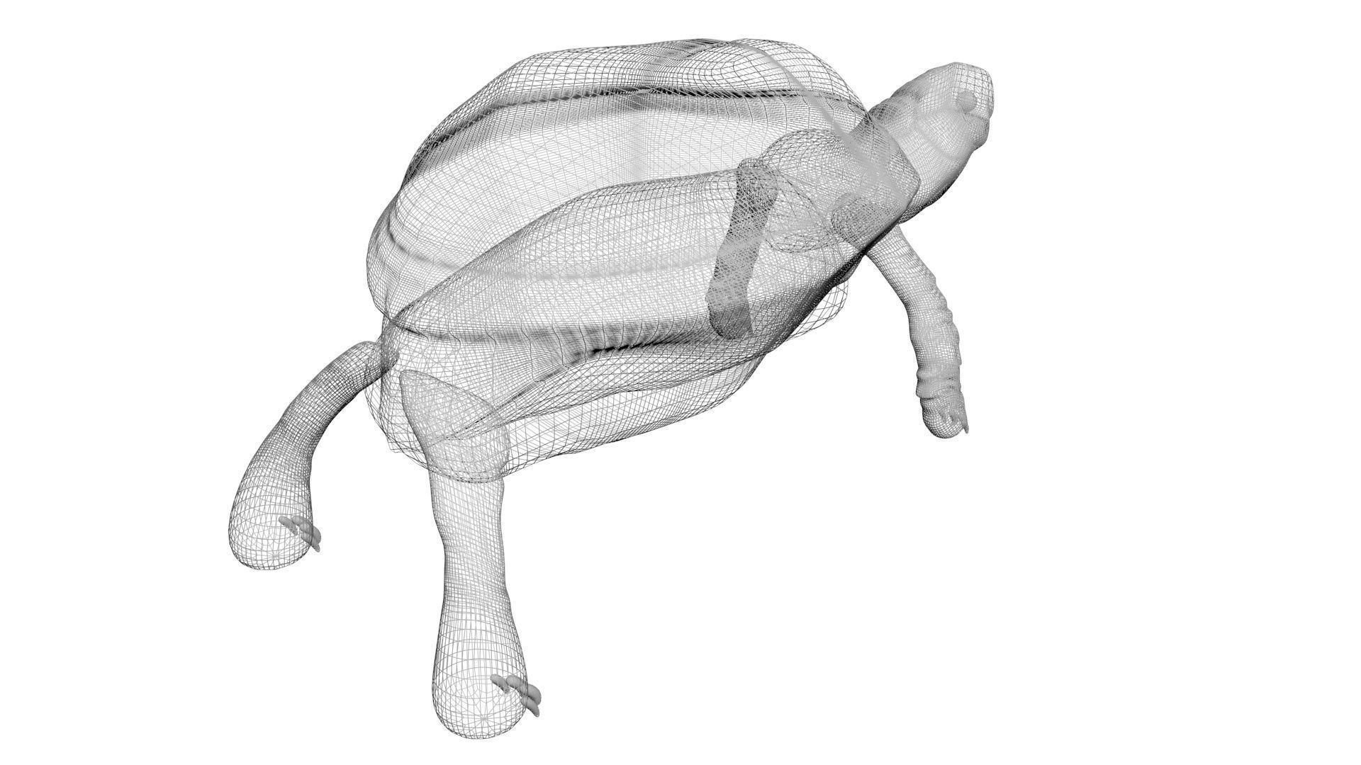 Sea Creatures Collection 3D model_35