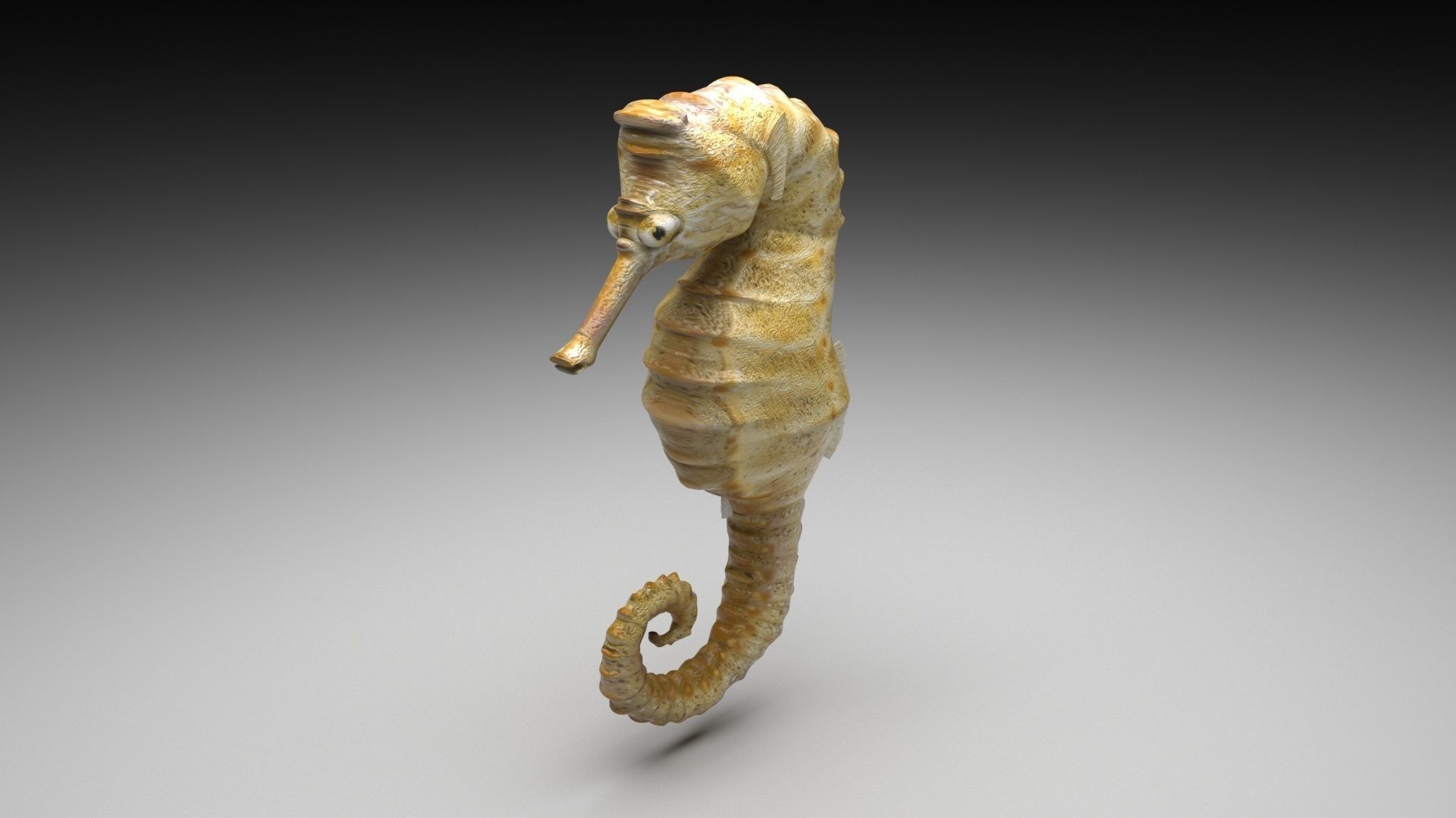 Sea Creatures Collection 3D model_18