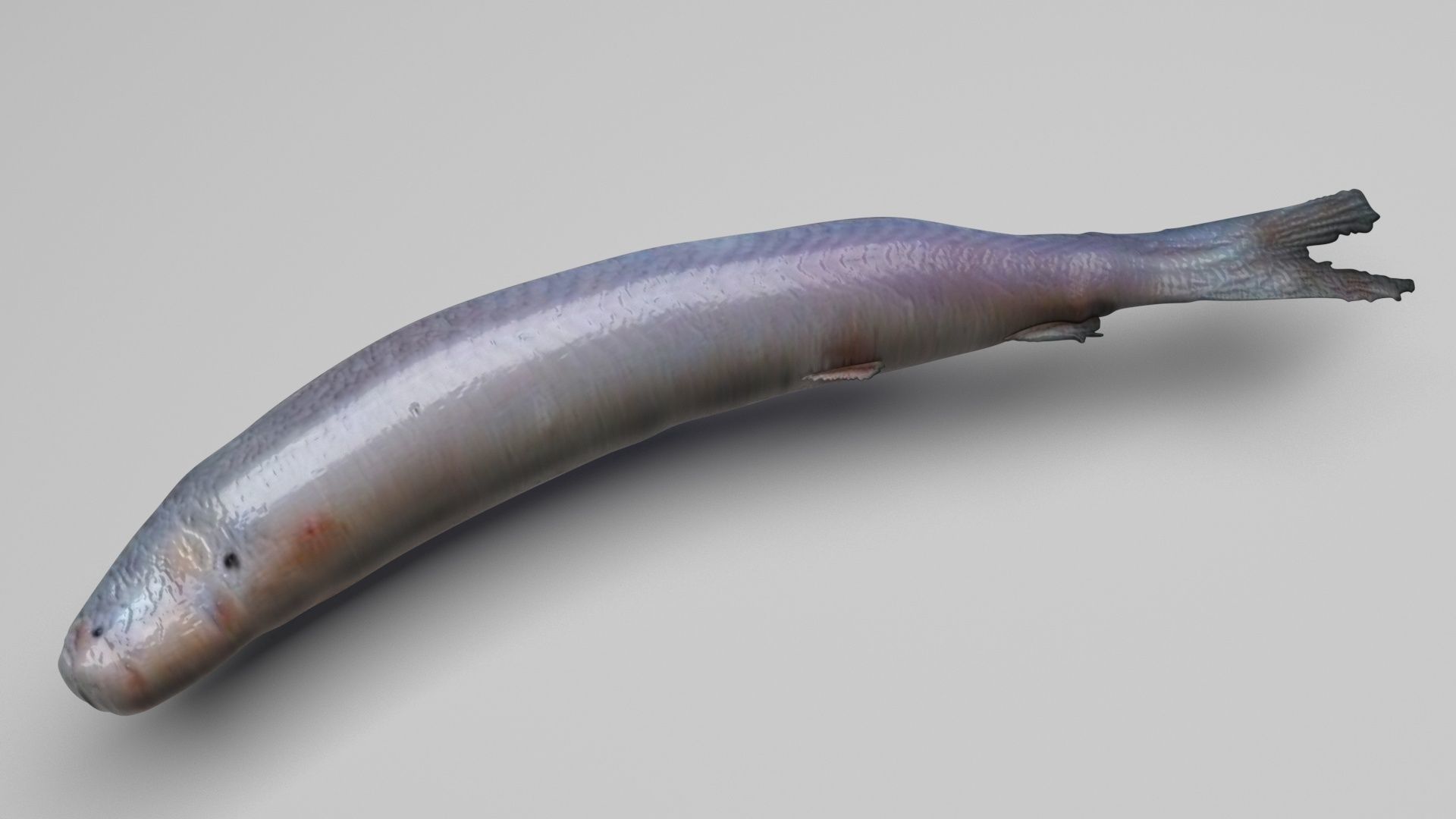 Sea Creatures Collection 3D model_54