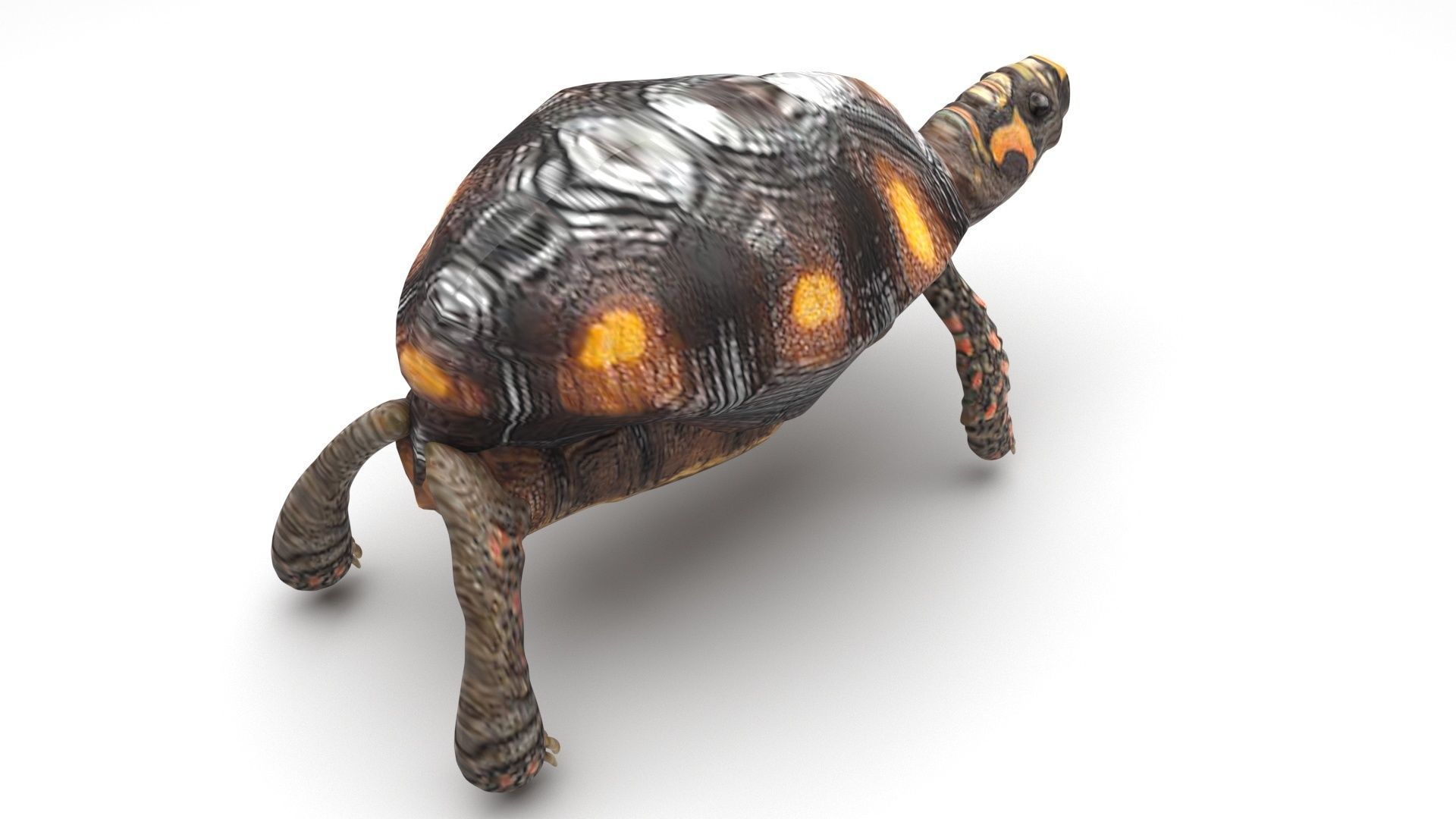 Sea Creatures Collection 3D model_34