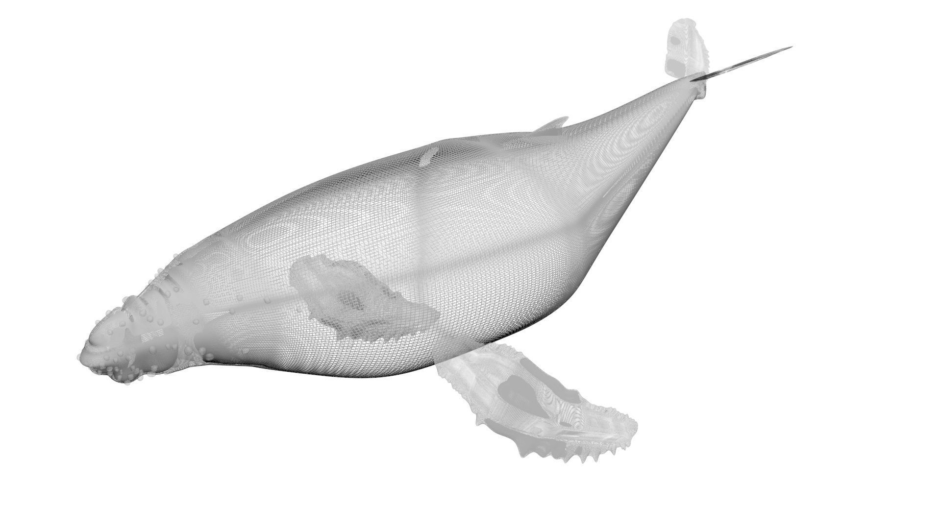 Sea Creatures Collection 3D model_53