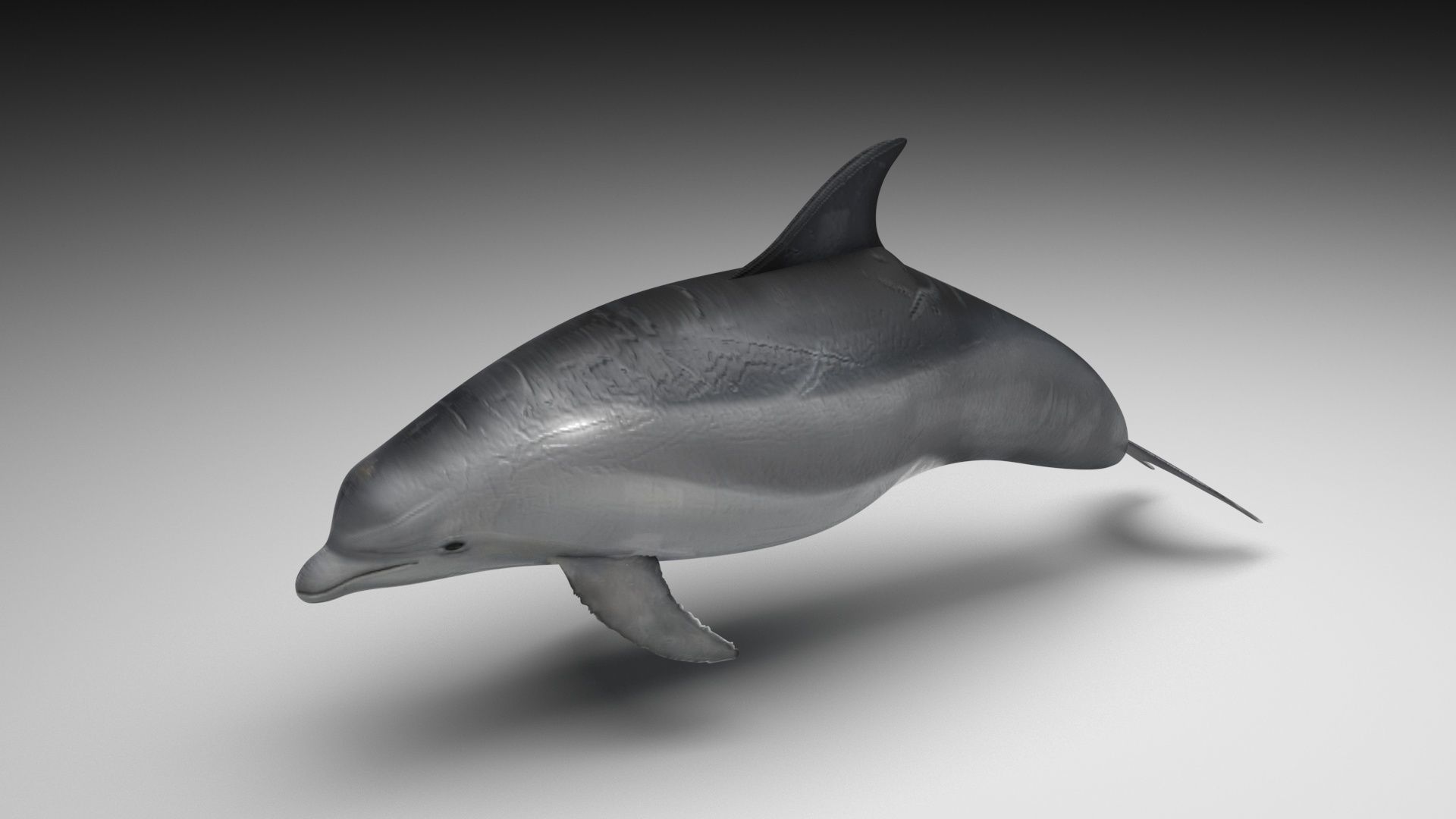 Sea Creatures Collection 3D model_50