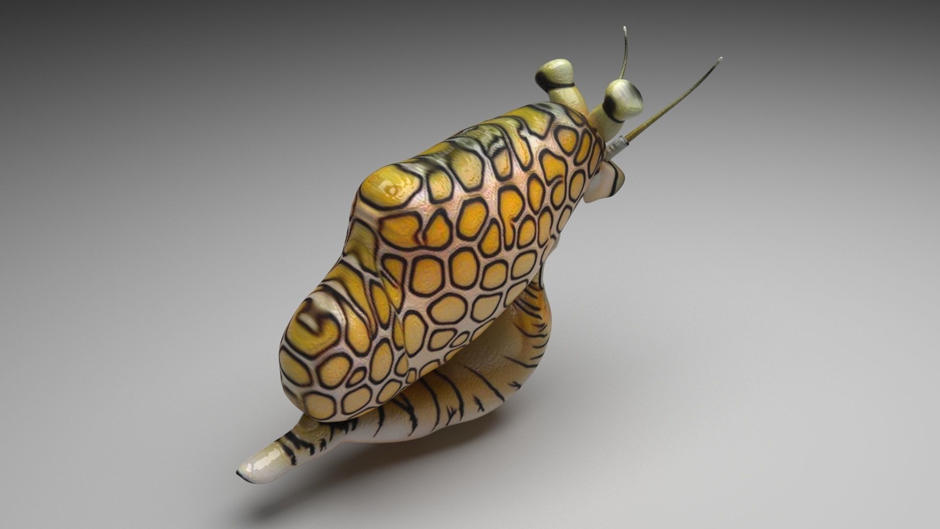 Sea Creatures Collection 3D model_68