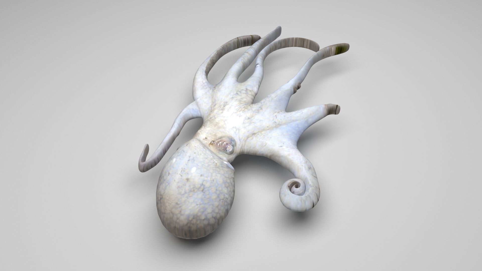 Sea Creatures Collection 3D model_20