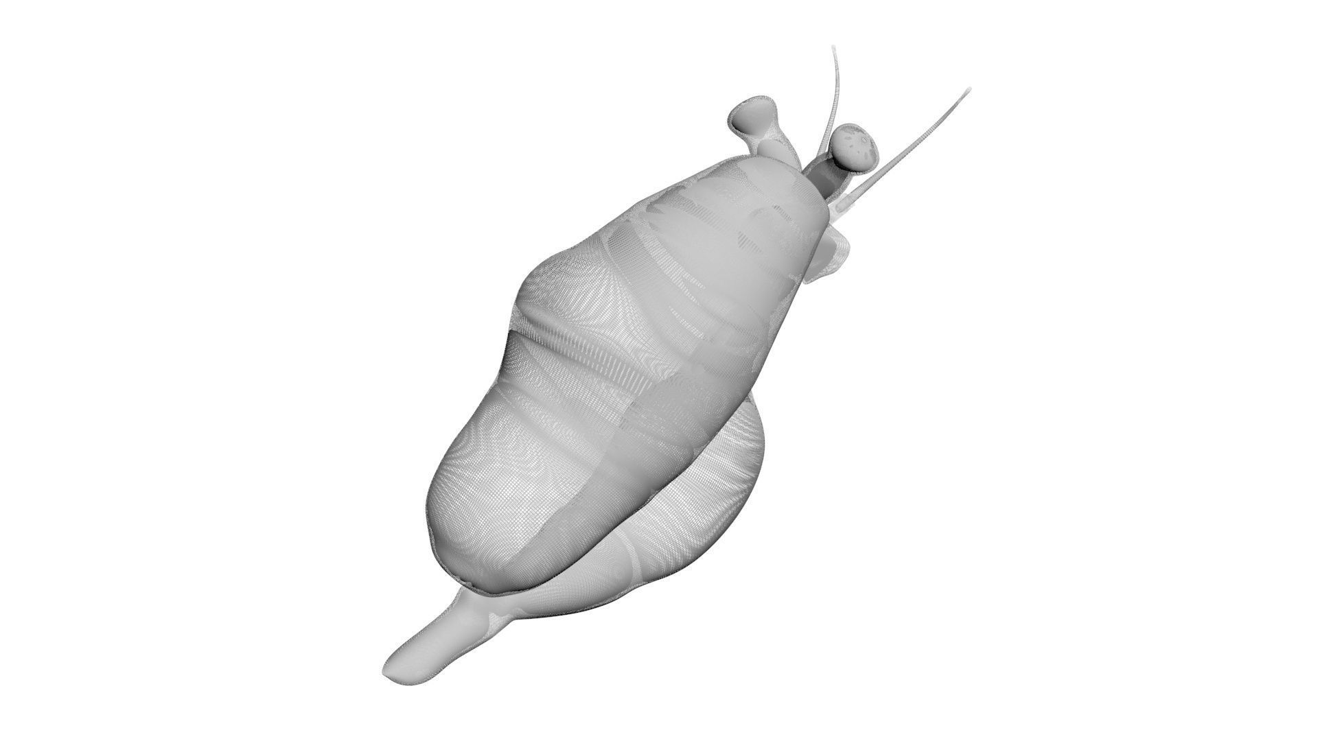 Sea Creatures Collection 3D model_69