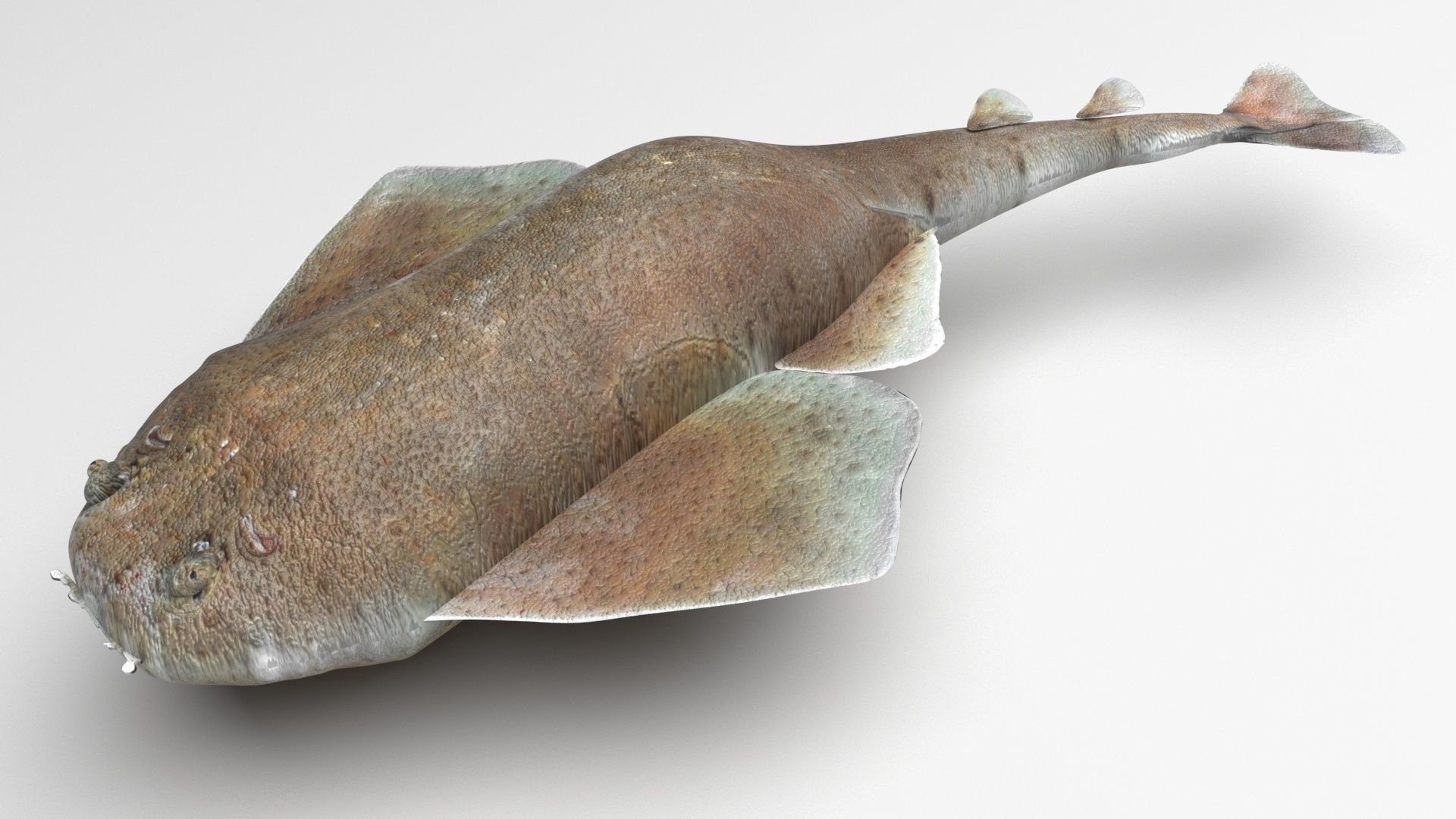 Sea Creatures Collection 3D model_72