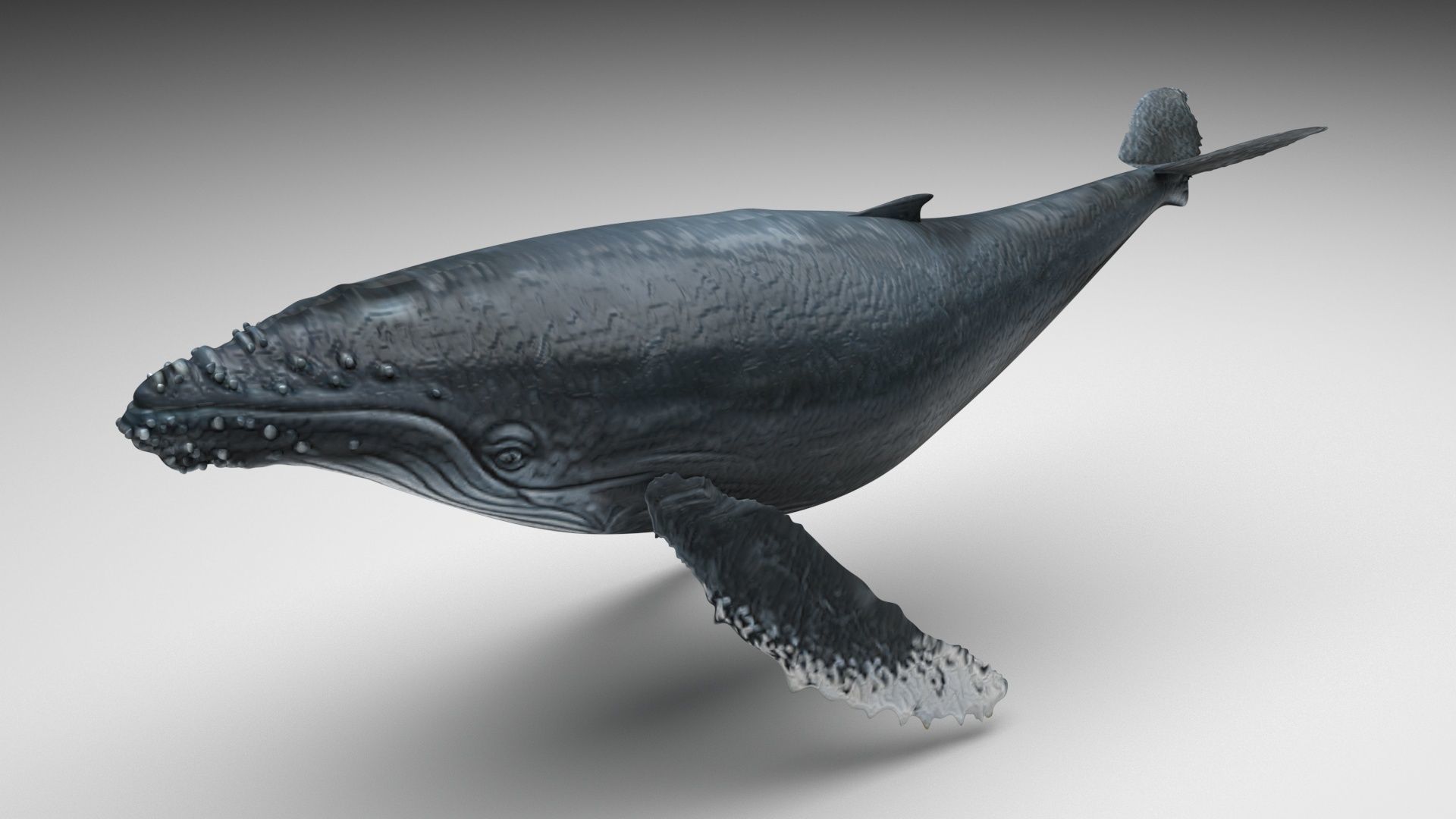 Sea Creatures Collection 3D model_52
