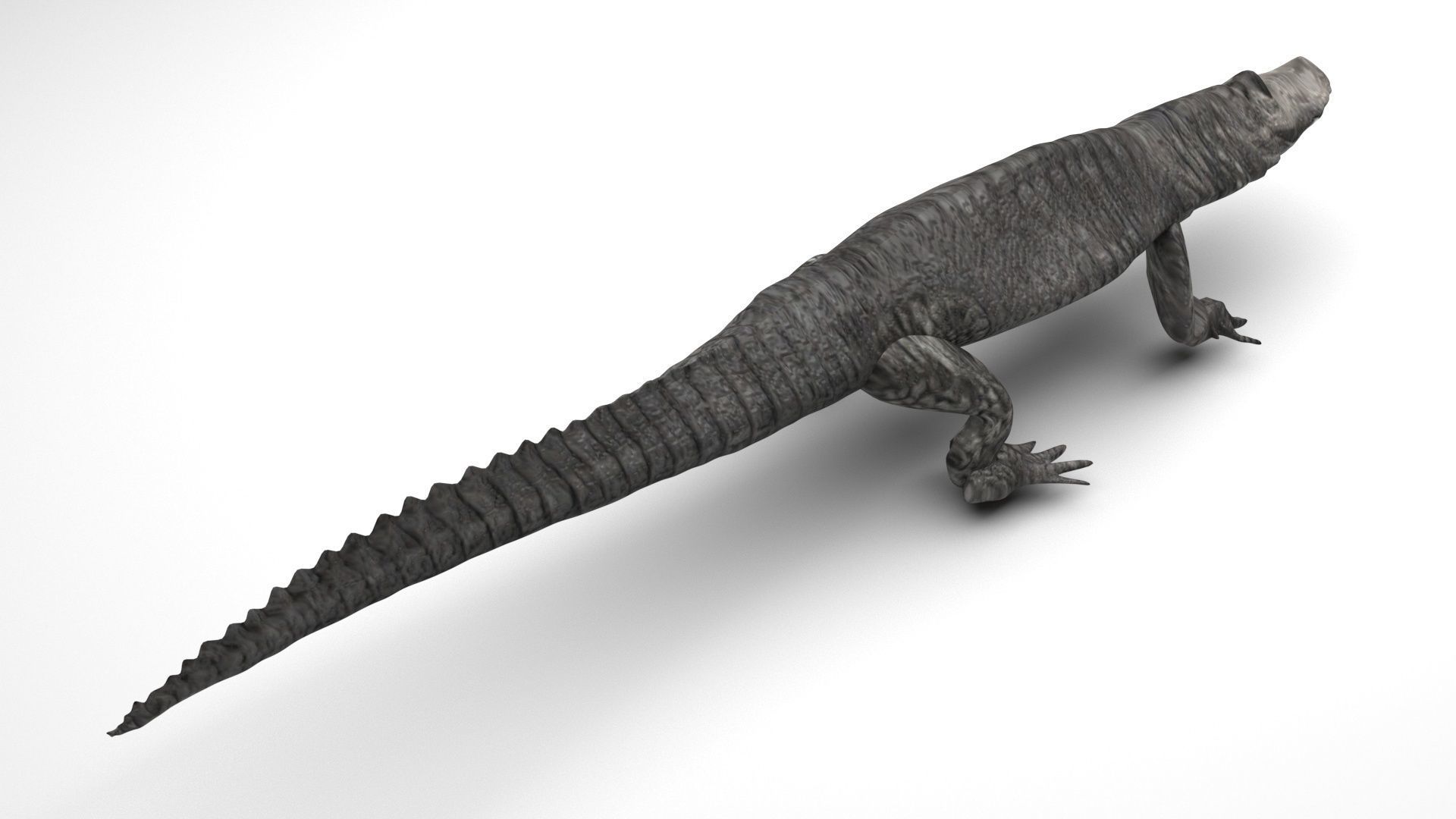 Sea Creatures Collection 3D model_24