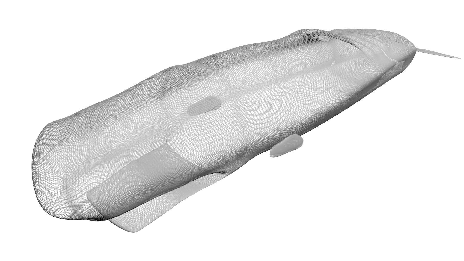 Sea Creatures Collection 3D model_75