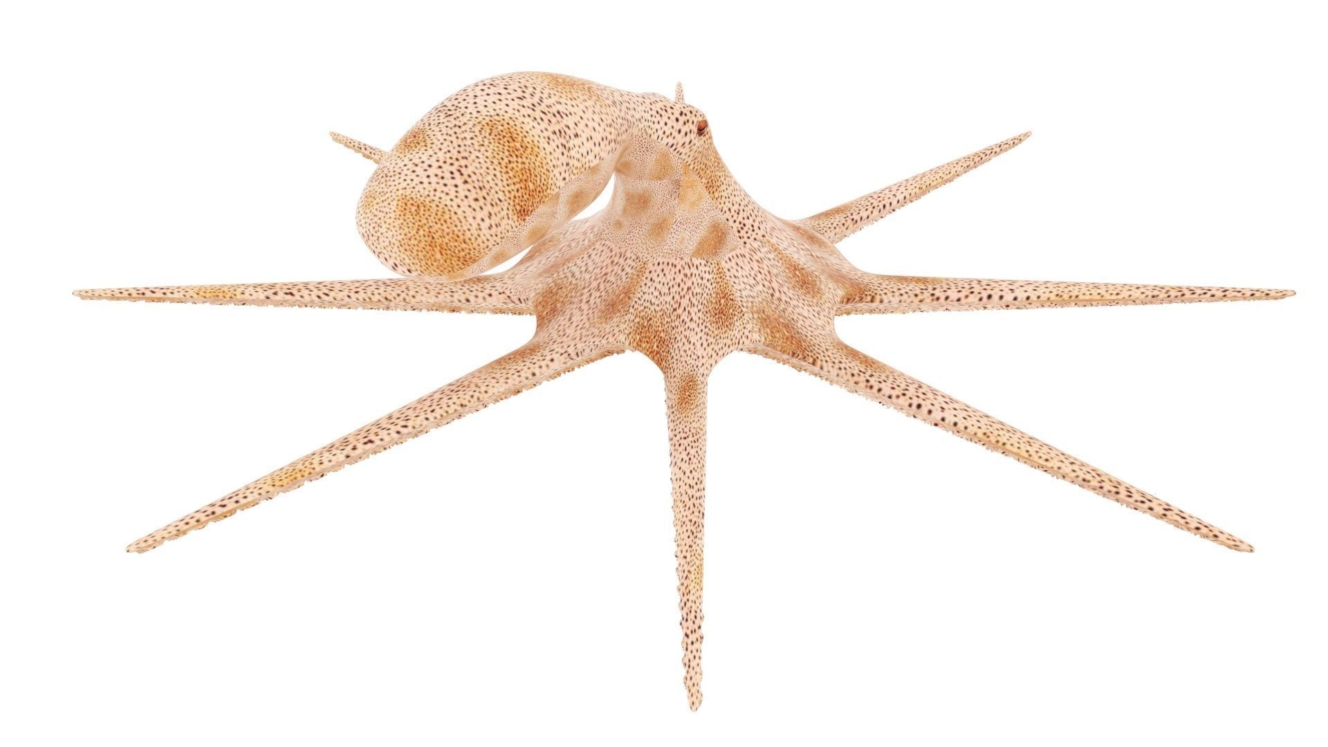 Sea Creatures Collection 3D model_48