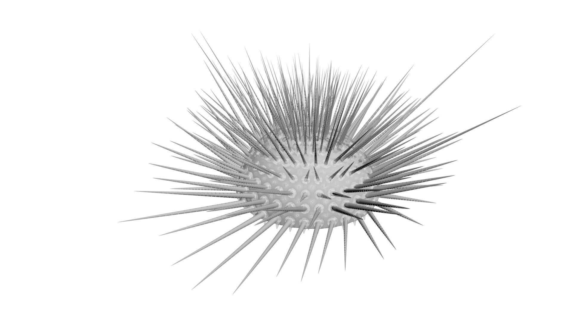 Sea Creatures Collection 3D model_59