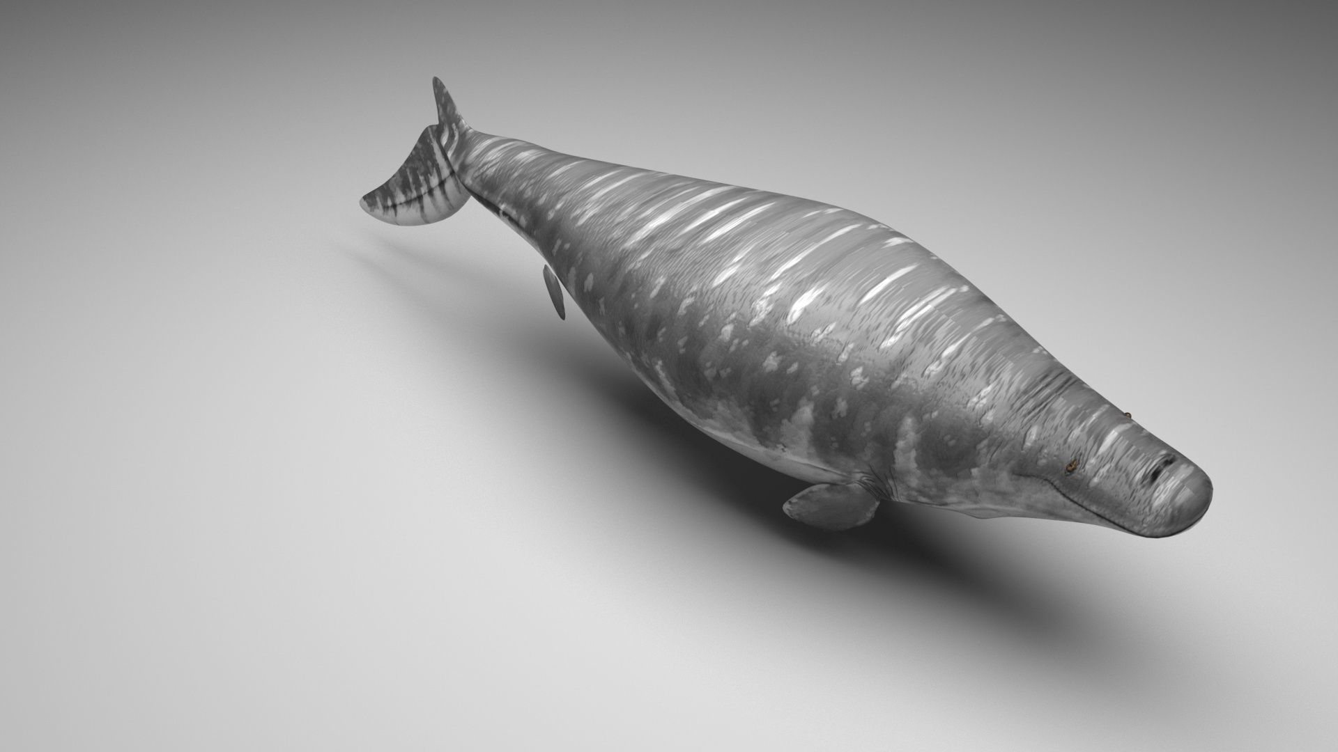 Mosasaurus 3D model_3