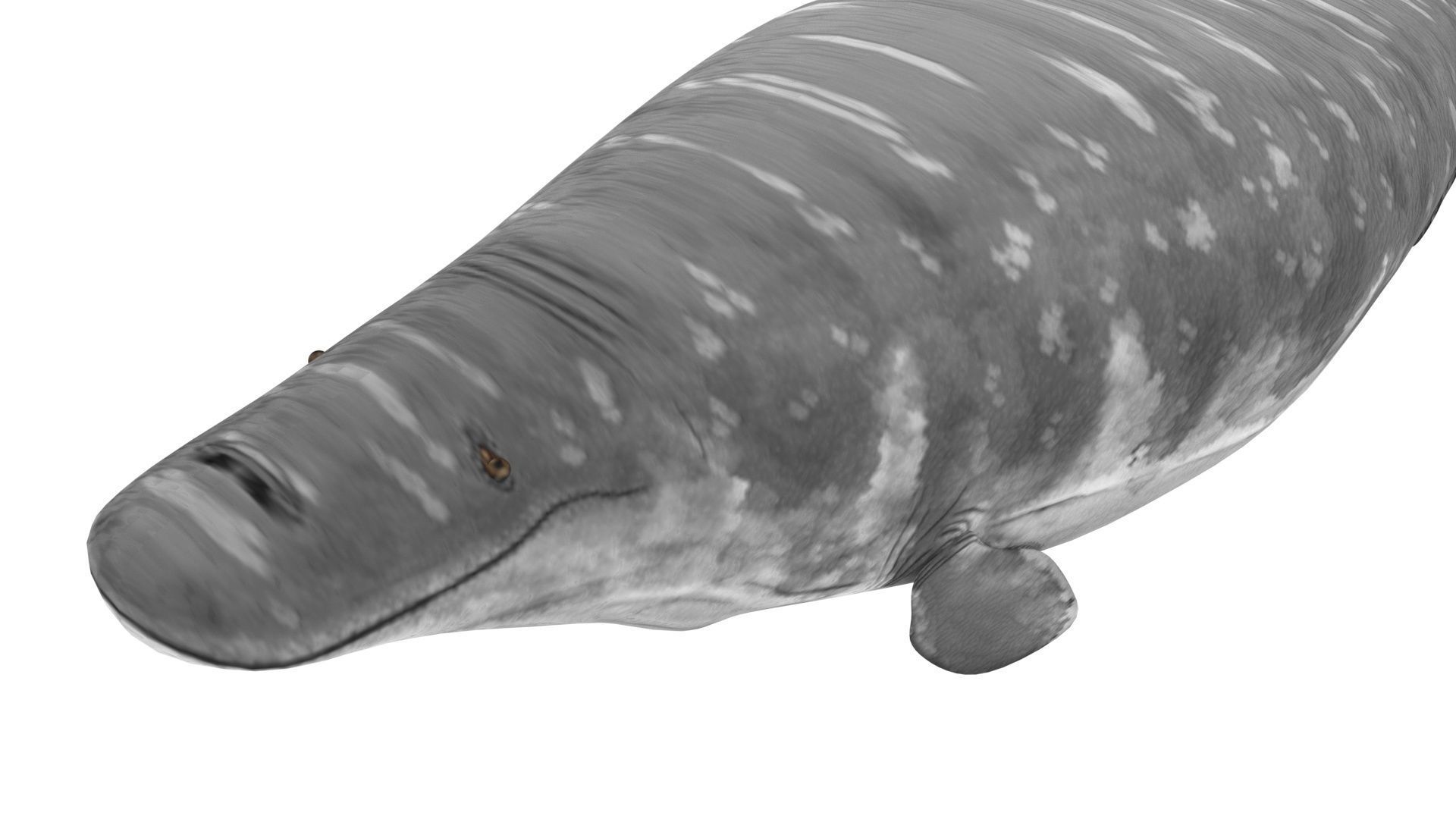 Mosasaurus 3D model_20