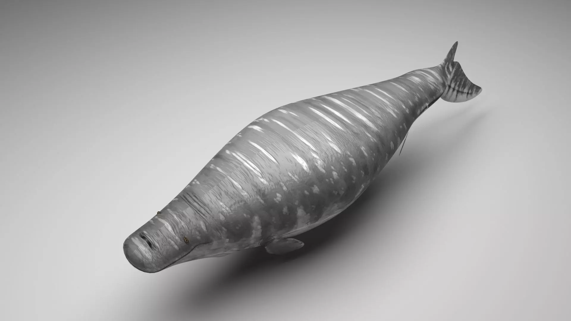 Mosasaurus 3D model_0