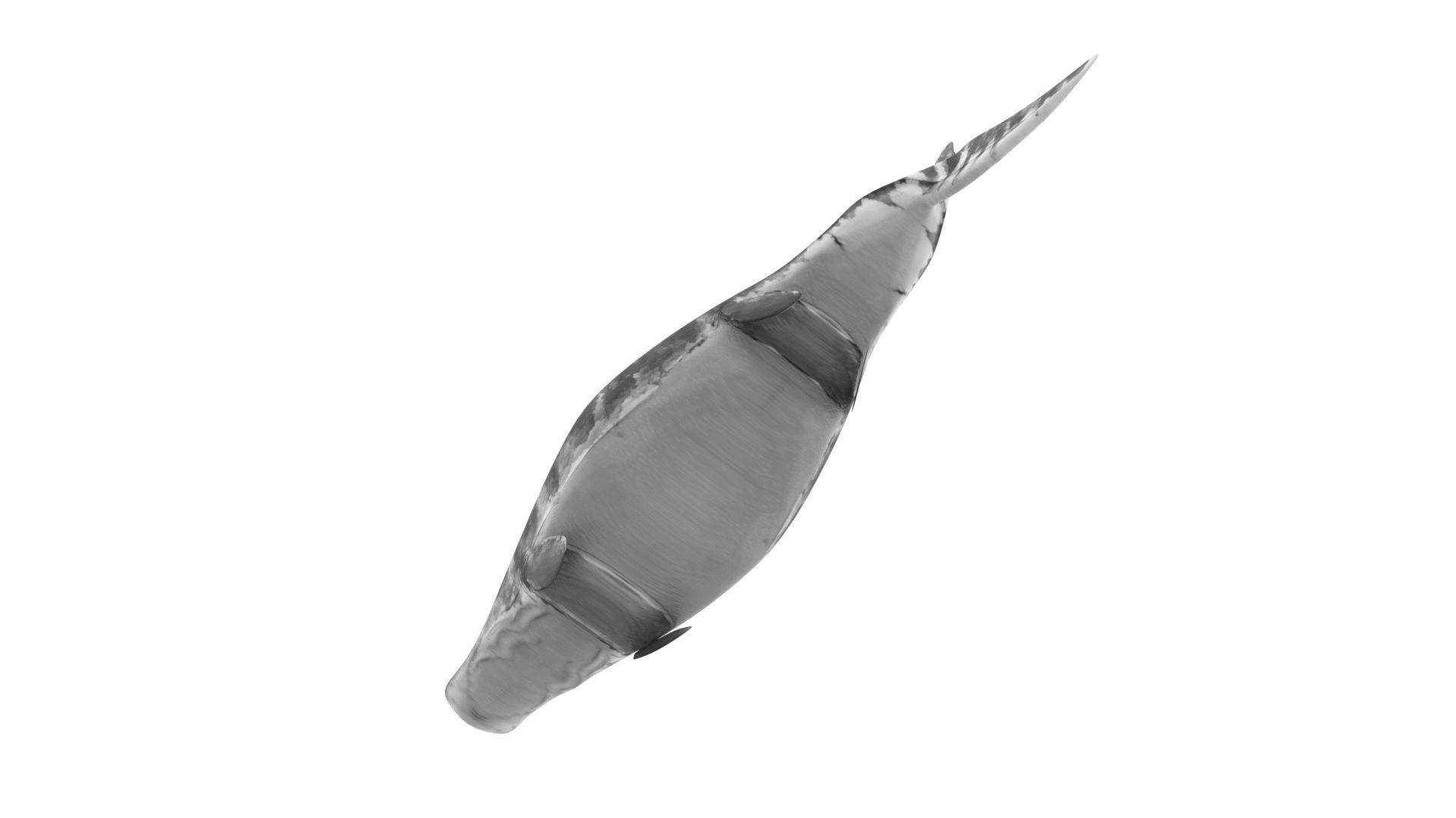 Mosasaurus 3D model_17