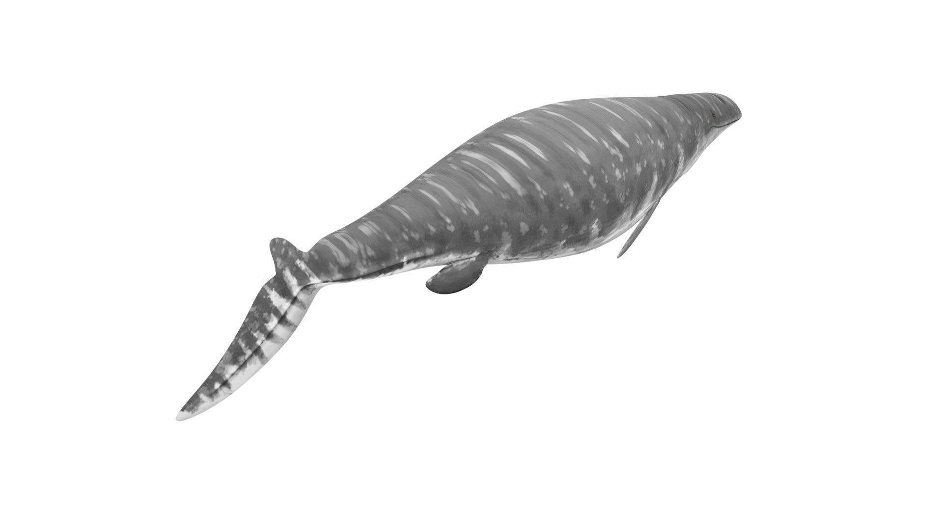 Mosasaurus 3D model_14