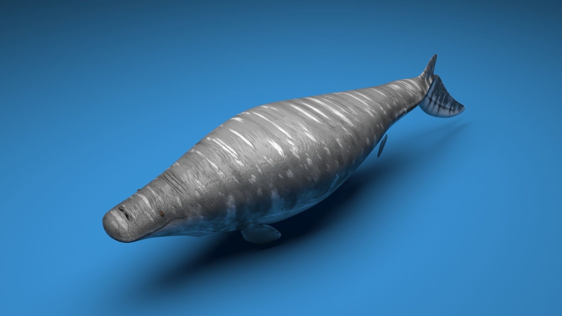 Mosasaurus 3D model_10