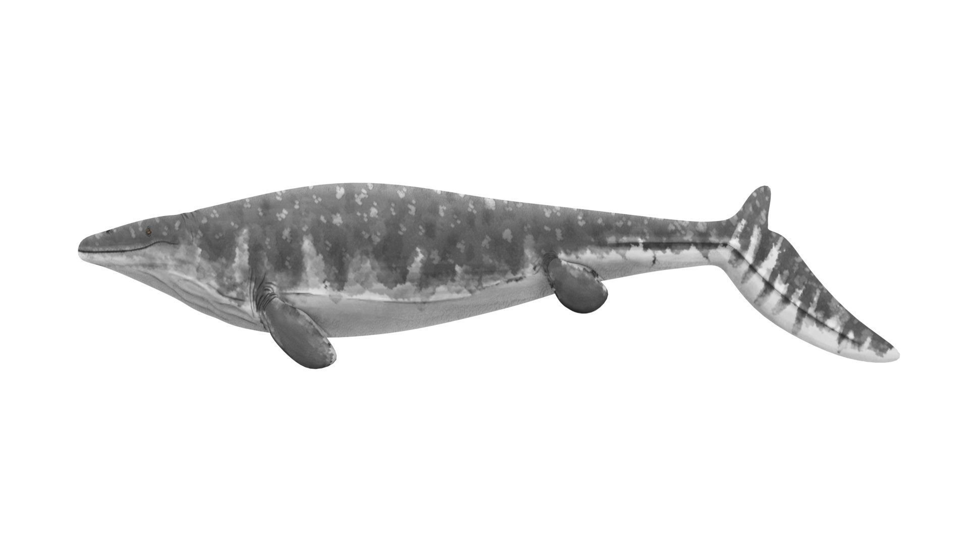 Mosasaurus 3D model_21