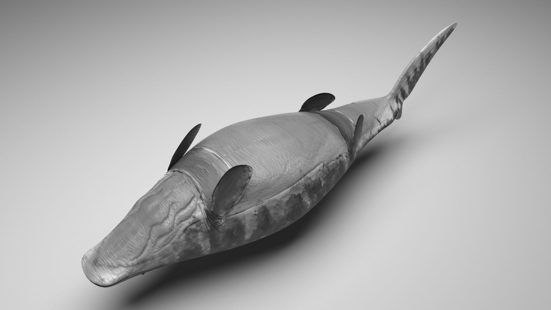 Mosasaurus 3D model_5