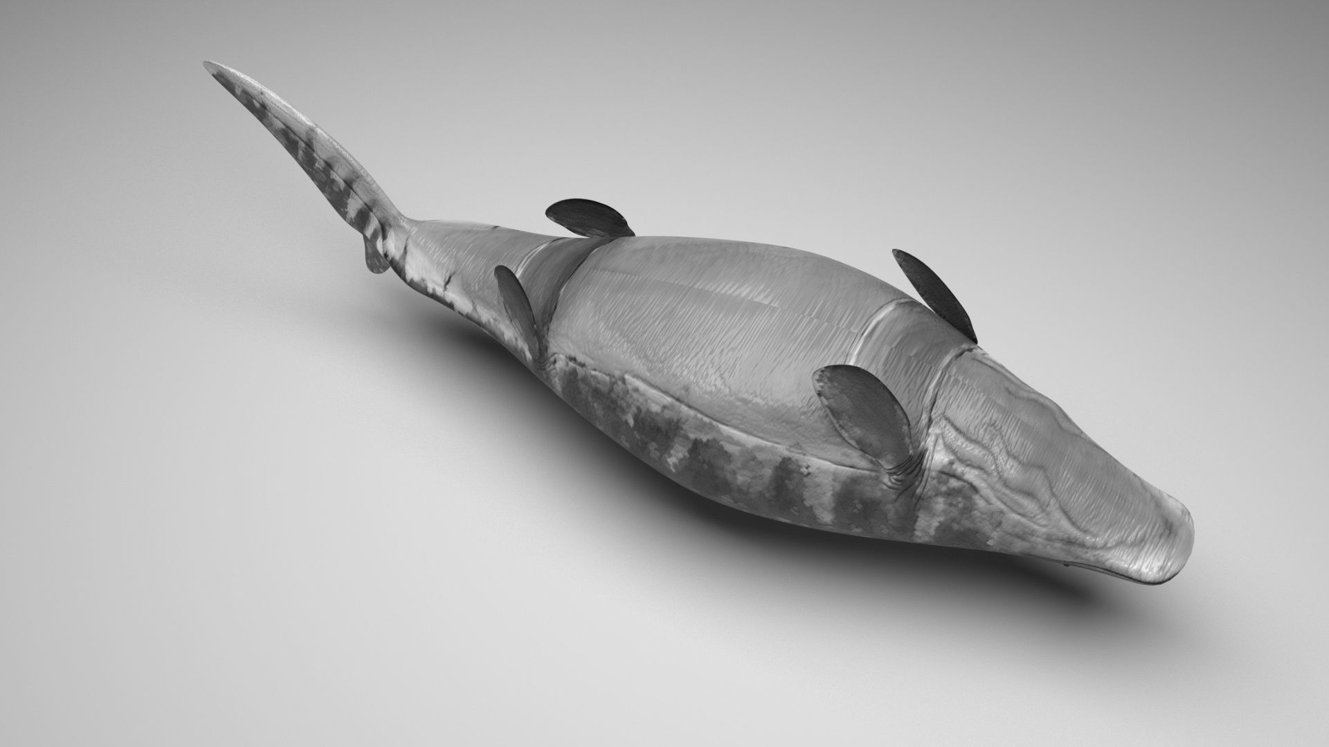 Mosasaurus 3D model_8