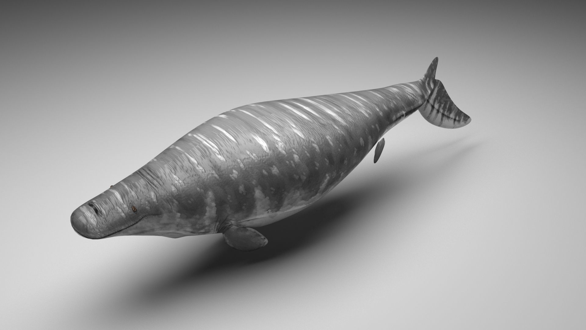 Mosasaurus 3D model_4