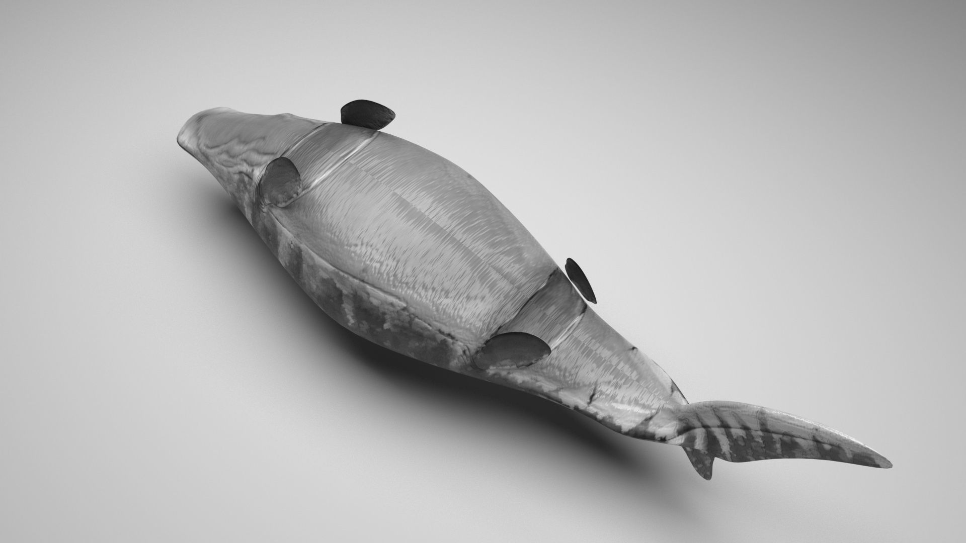 Mosasaurus 3D model_6