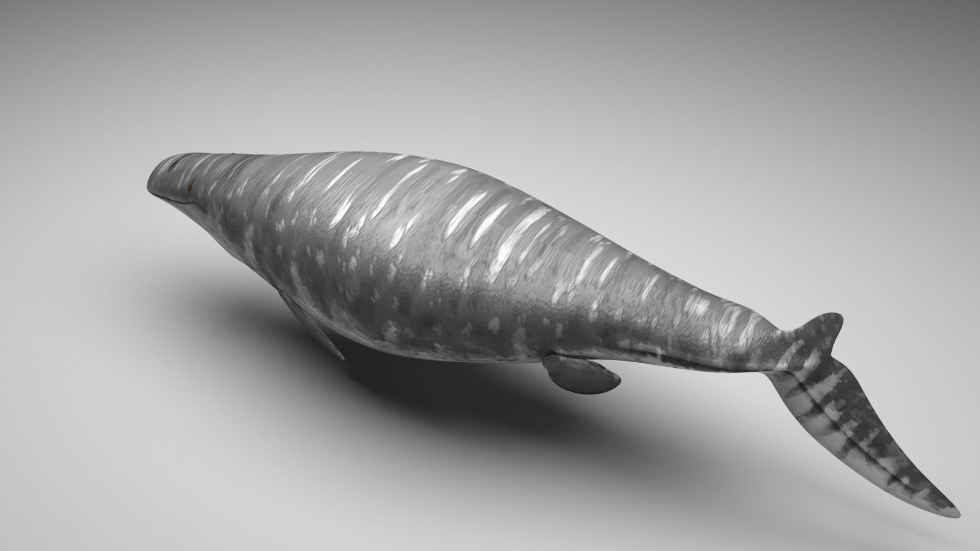 Mosasaurus 3D model_1