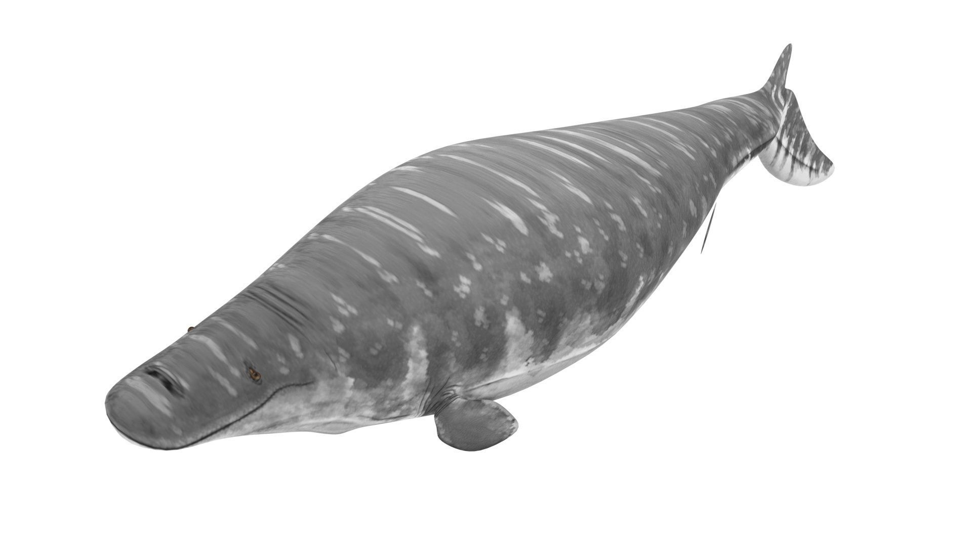 Mosasaurus 3D model_12
