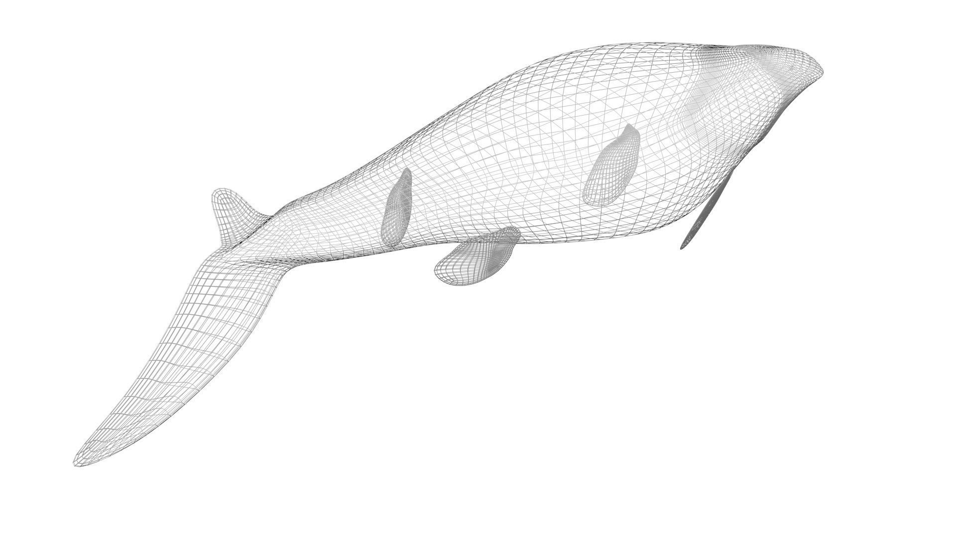 Mosasaurus 3D model_26