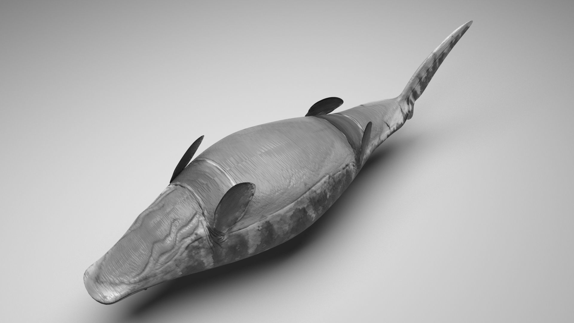 Mosasaurus 3D model_9