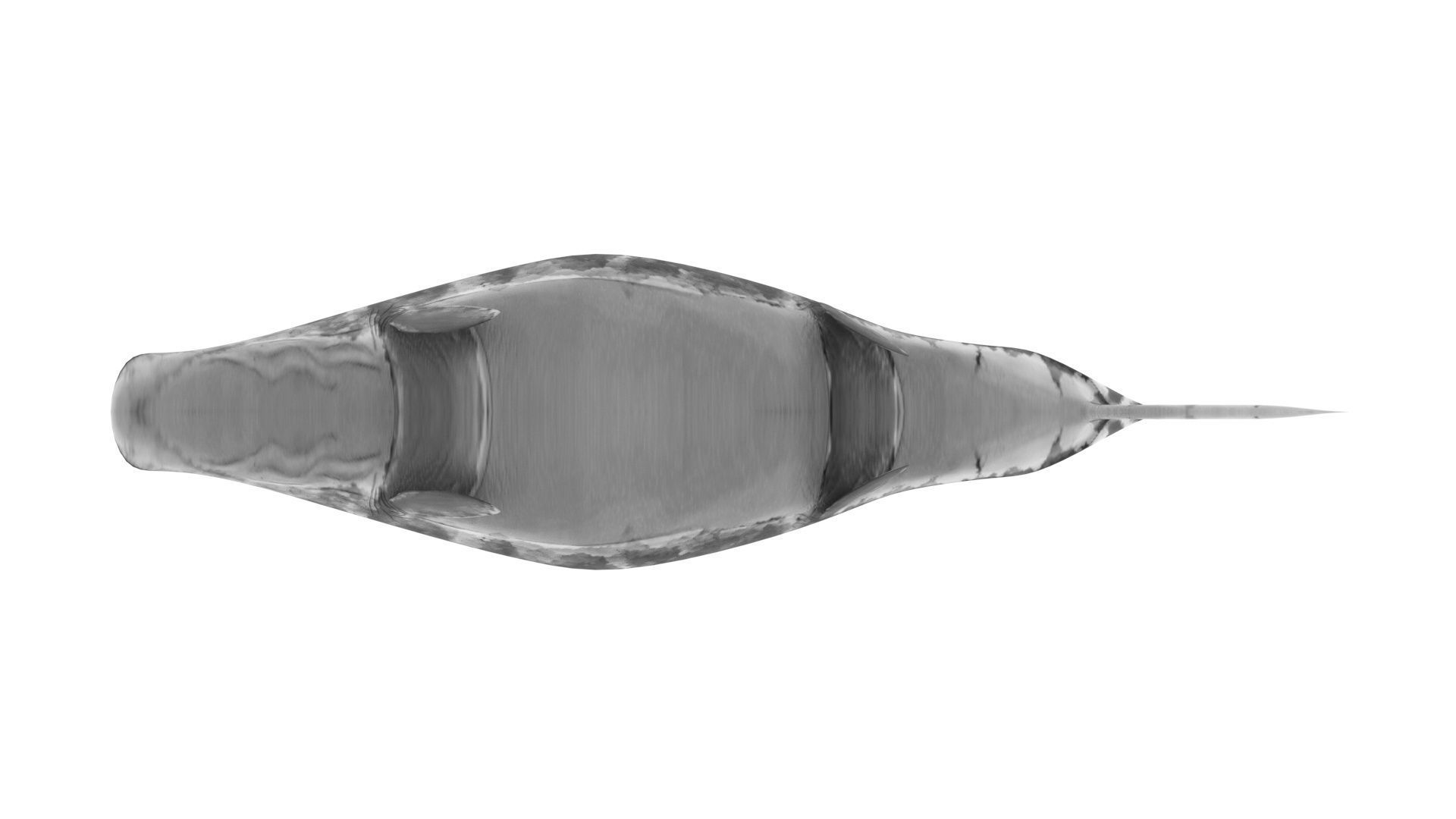 Mosasaurus 3D model_23