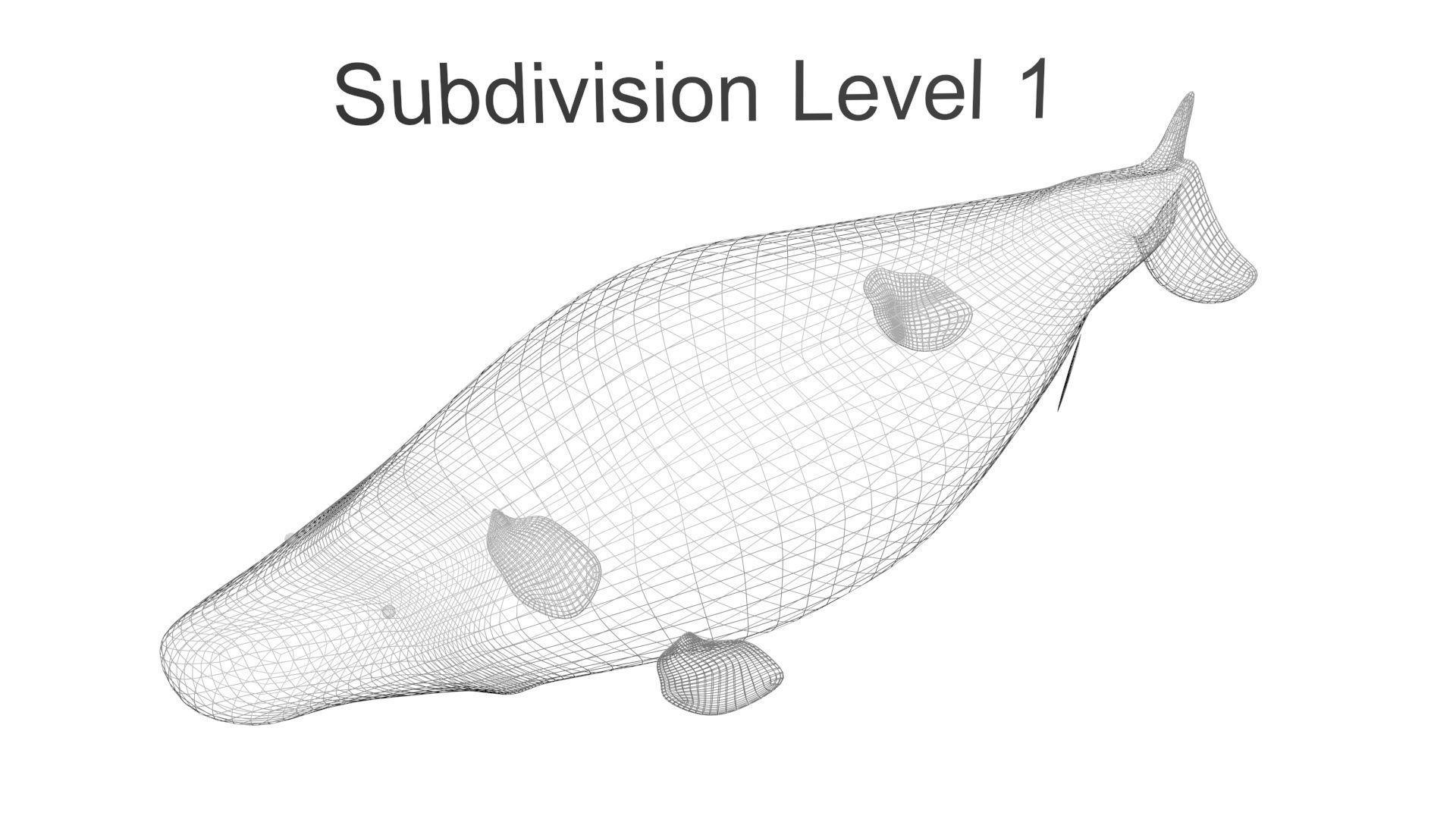 Mosasaurus 3D model_31