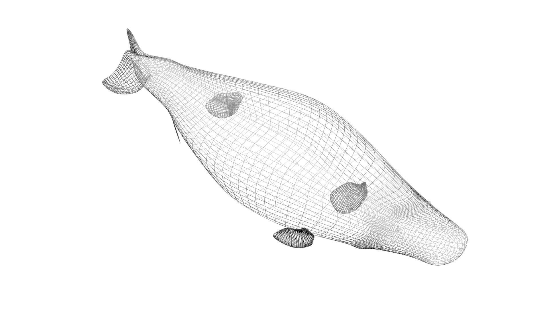 Mosasaurus 3D model_27