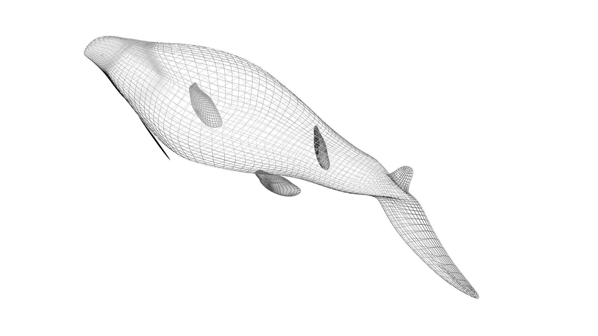 Mosasaurus 3D model_25