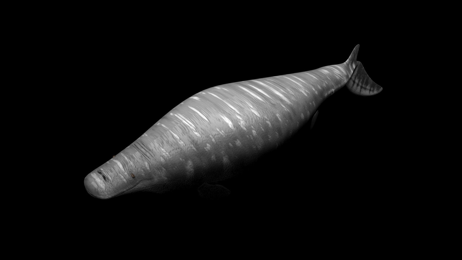 Mosasaurus 3D model_11