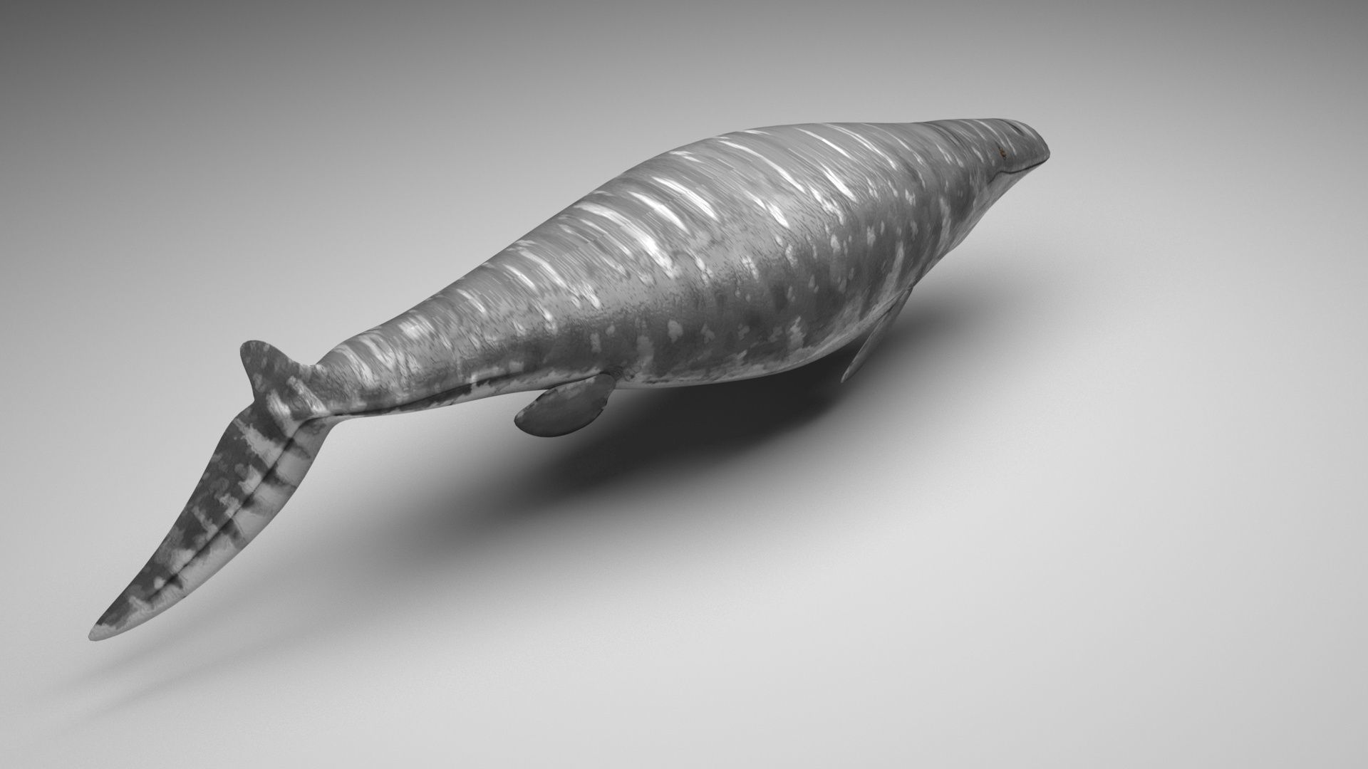 Mosasaurus 3D model_2