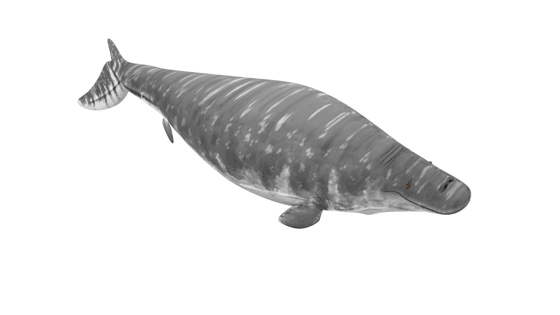 Mosasaurus 3D model_15