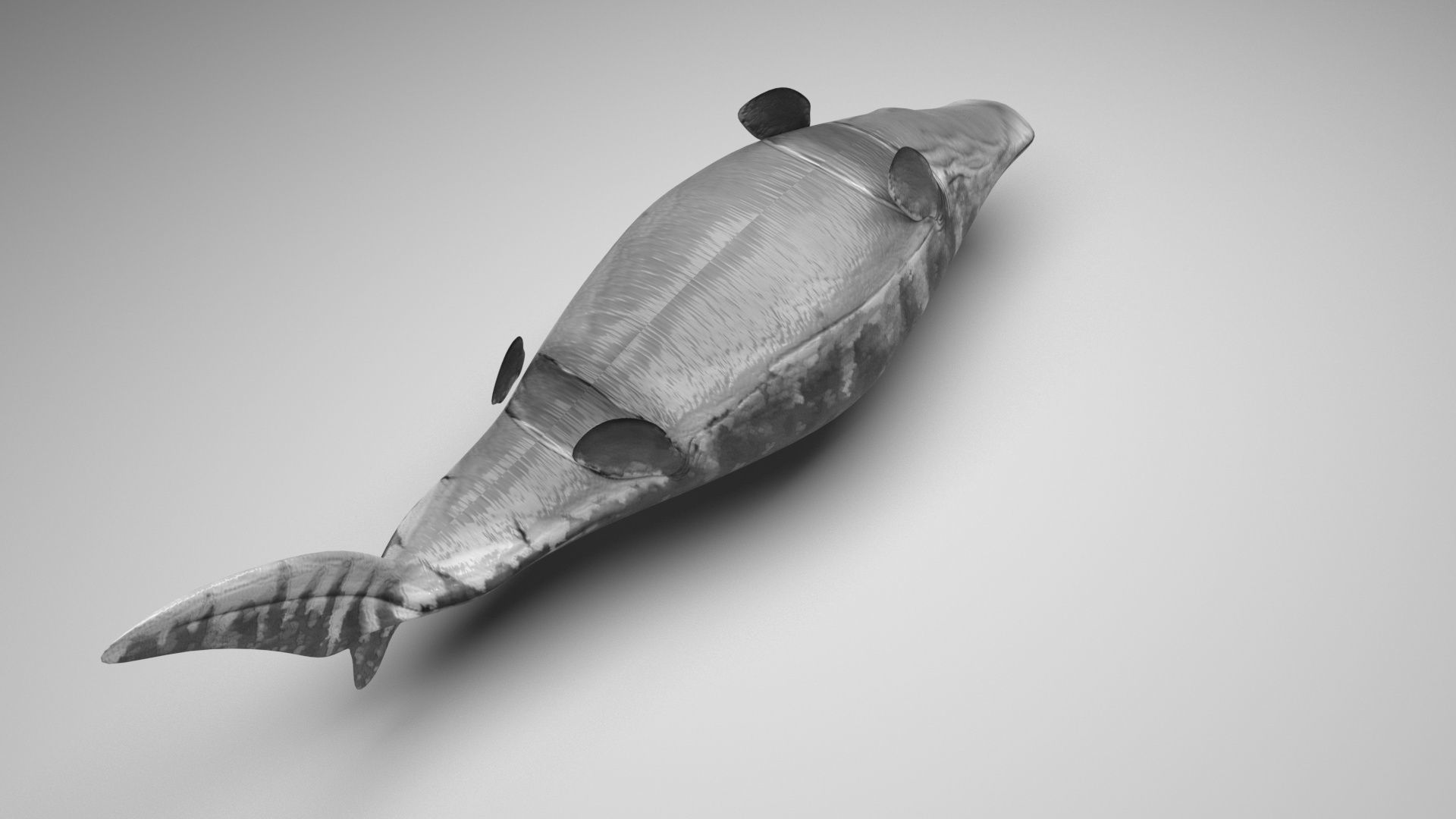 Mosasaurus 3D model_7