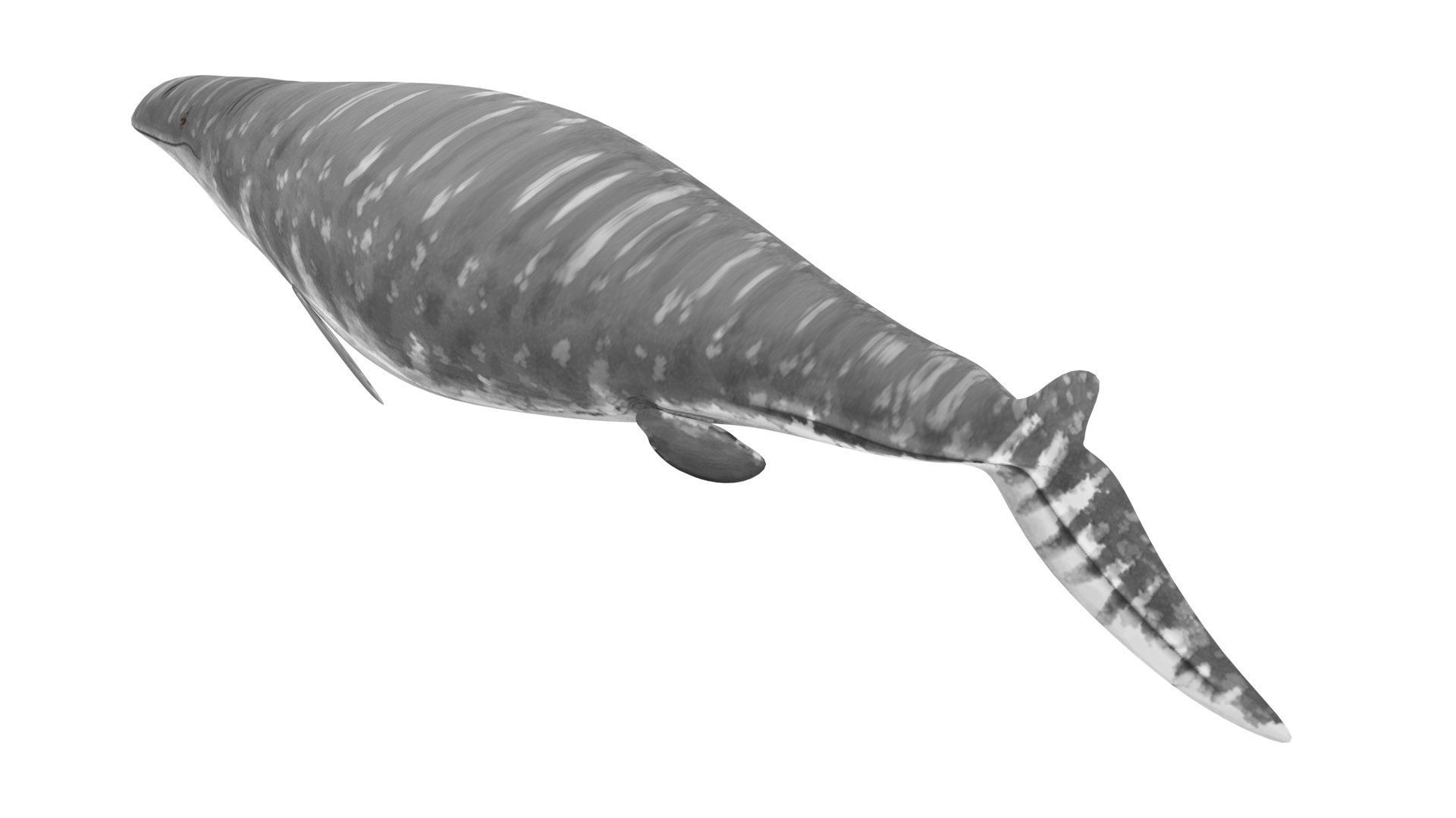 Mosasaurus 3D model_13