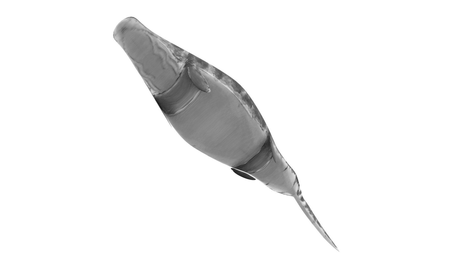 Mosasaurus 3D model_16