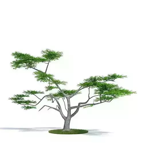 Green Acacia Constricta Tree