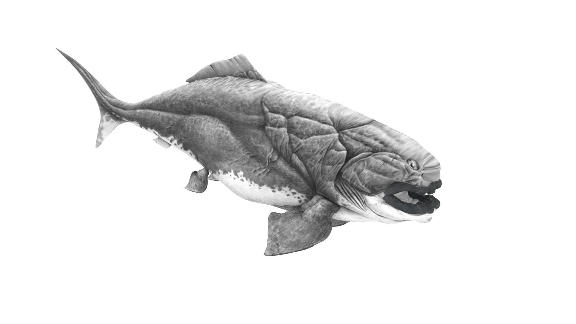 Dunkleosteus 3D model_9