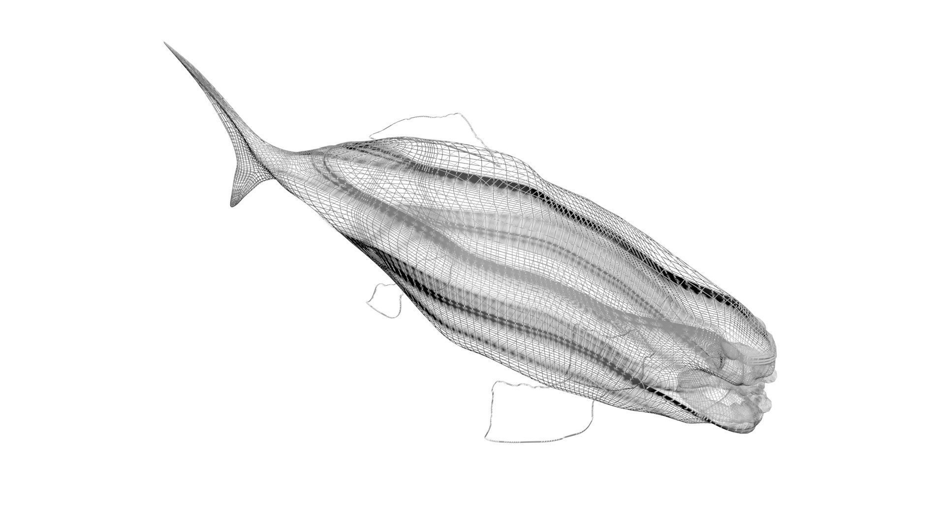 Dunkleosteus 3D model_16