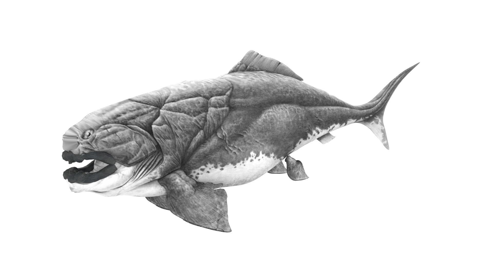 Dunkleosteus 3D model_10