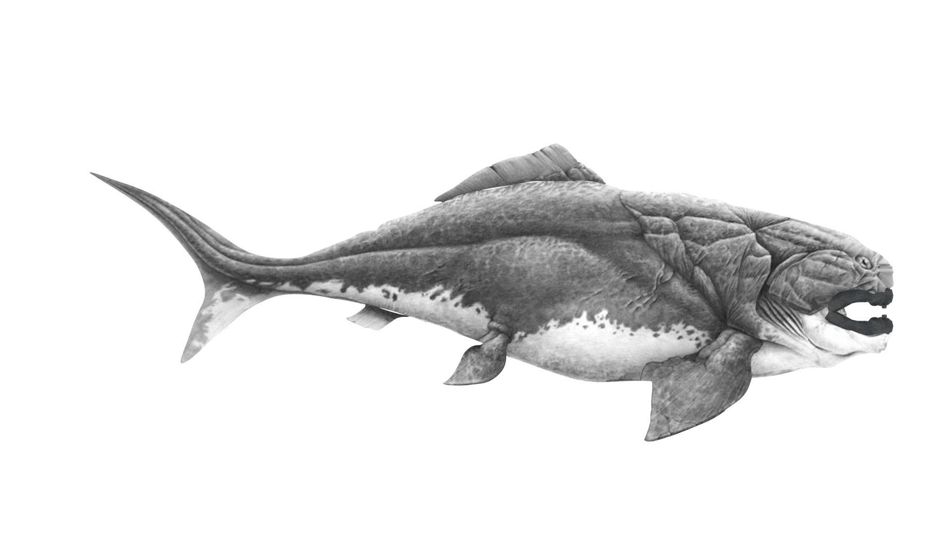 Dunkleosteus 3D model_14