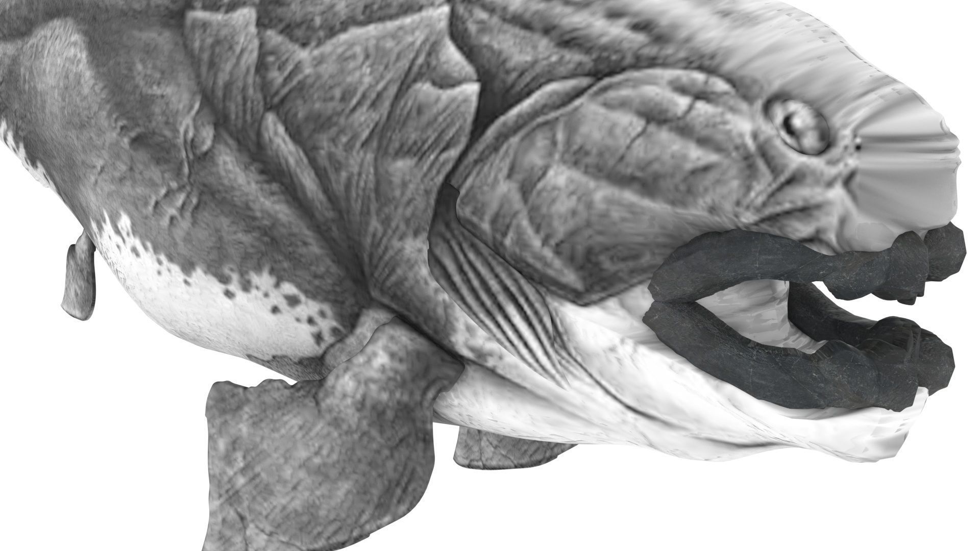 Dunkleosteus 3D model_13