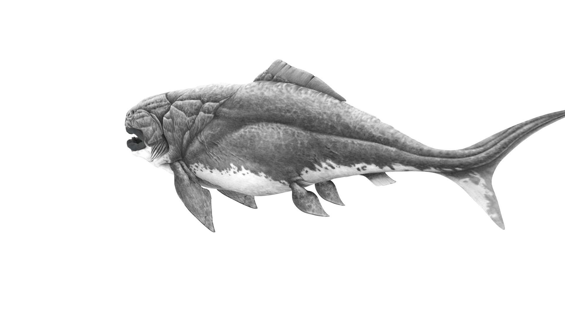 Dunkleosteus 3D model_11