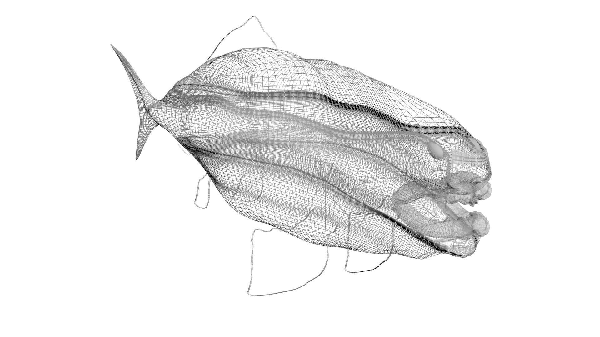 Dunkleosteus 3D model_19