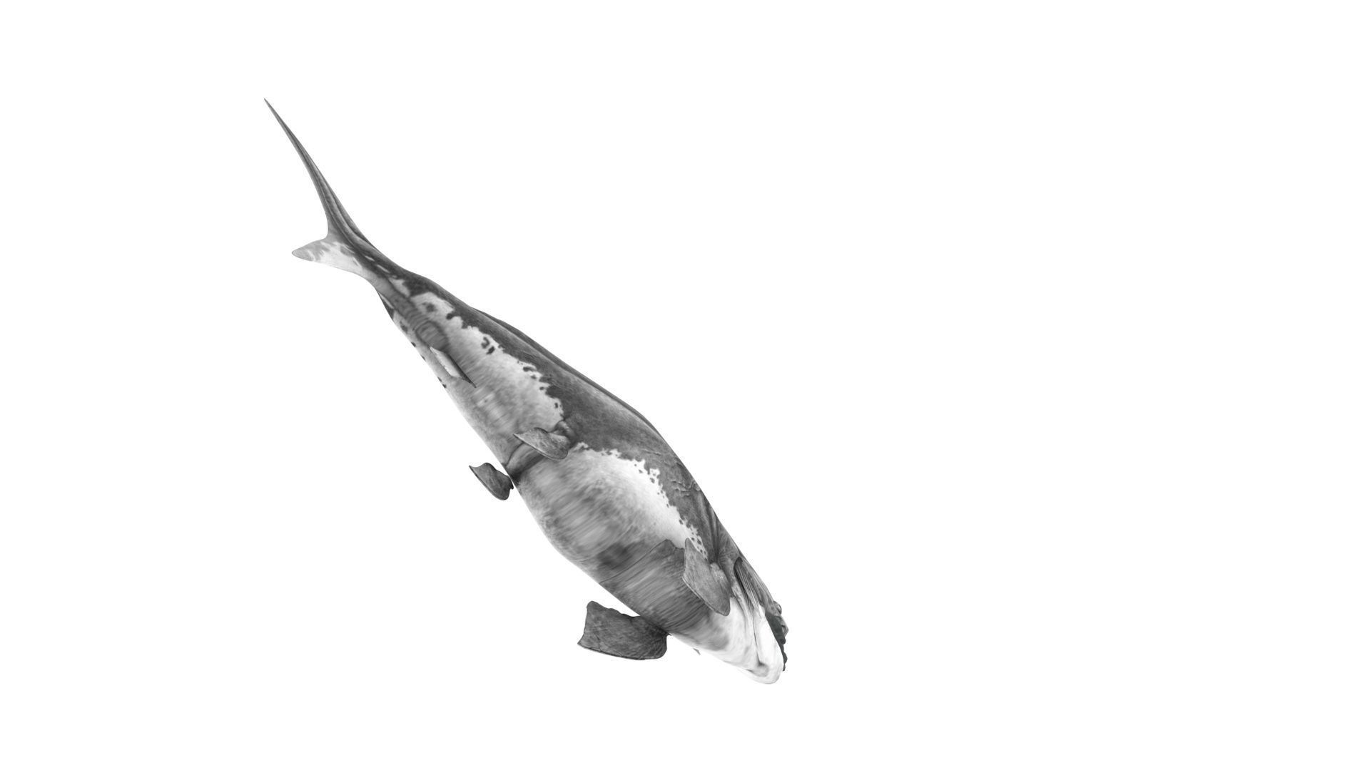 Dunkleosteus 3D model_12